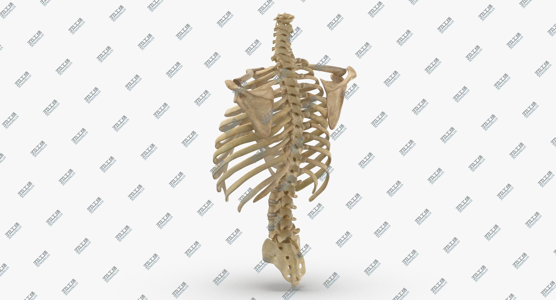 images/goods_img/202104091/Real Human Rib Cage Spine Calvicle and Scapula Bones Anatomy With Disks 011 3D model/3.jpg